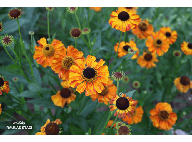 Helenium   'Sahin's Early Flowerer'